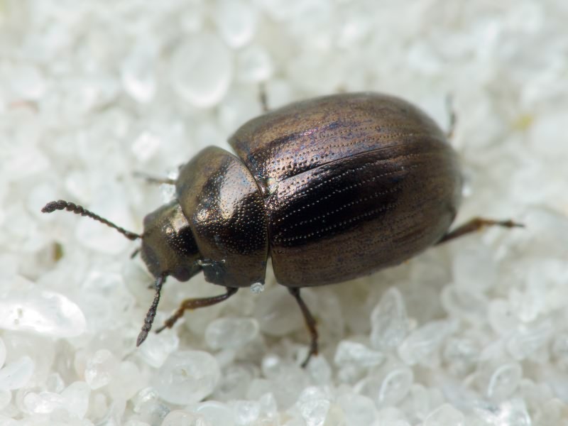 Neophaedon pyritosus (Rossi, 1792)